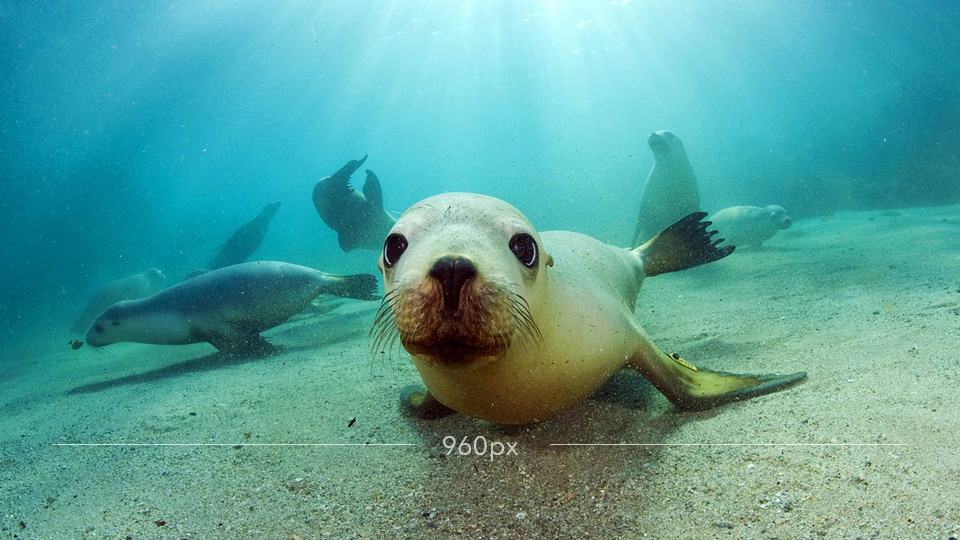 960